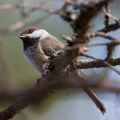 Сероголовая гаичка фото (Parus cinctus) - изображение №2768 onbird.ru.<br>Источник: www.birdfinders.co.uk